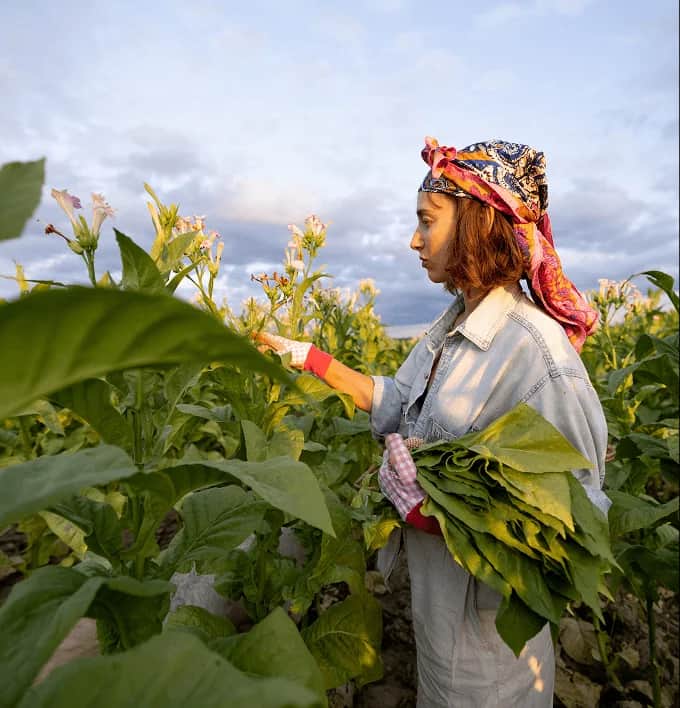 Tobacco compliance challenges